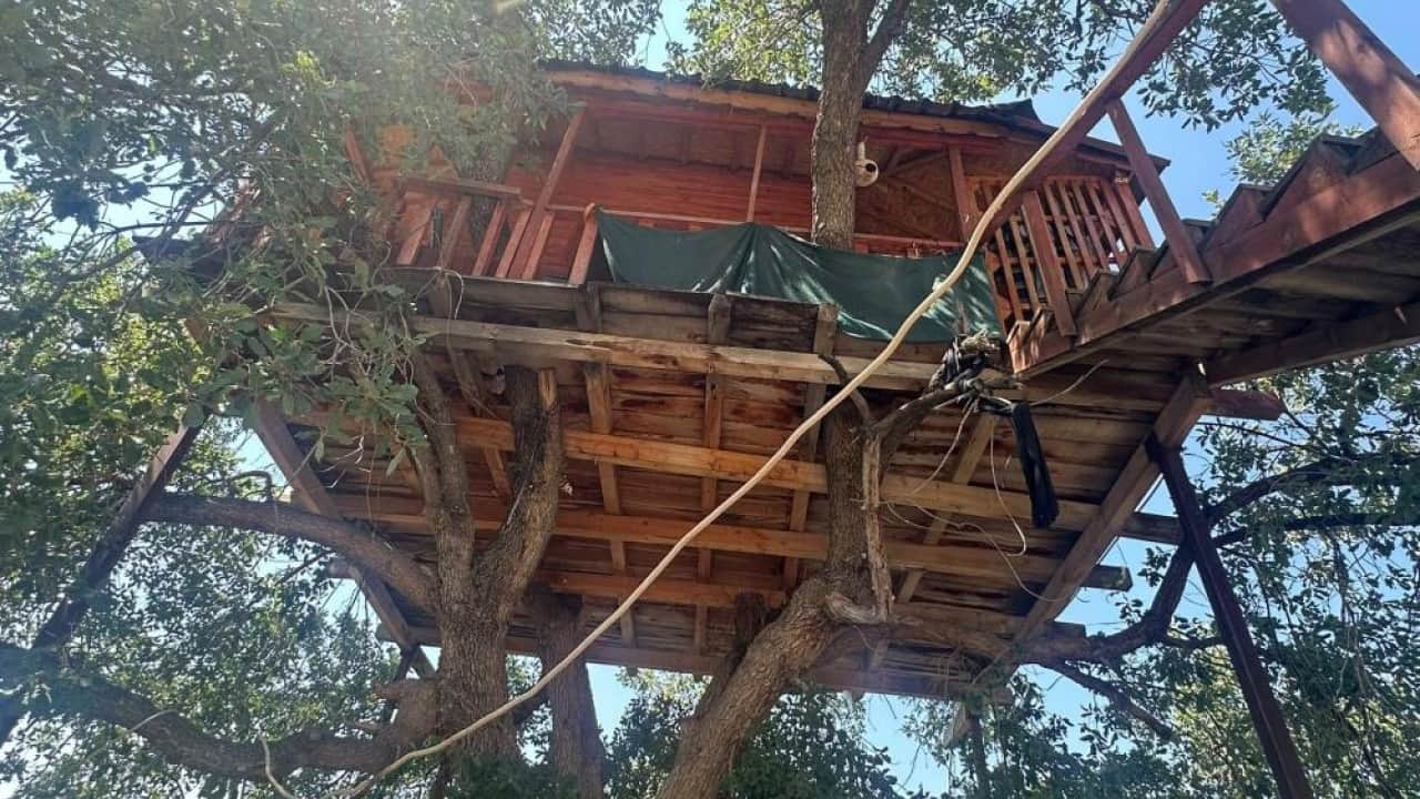 Foto - Dallar odaların içinden geçiyor 150 yıllık ağaç yuvaları oldu