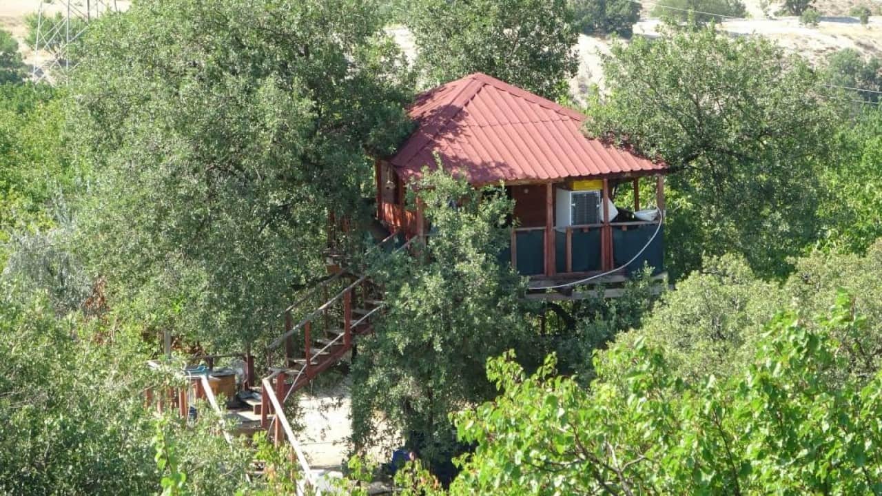 Foto - Dallar odaların içinden geçiyor 150 yıllık ağaç yuvaları oldu
