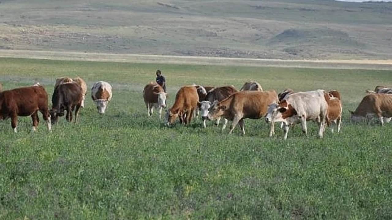 Foto - Danimarka'nın sır dolu Erzurum planı: 93 yıllık belge ortaya çıktı