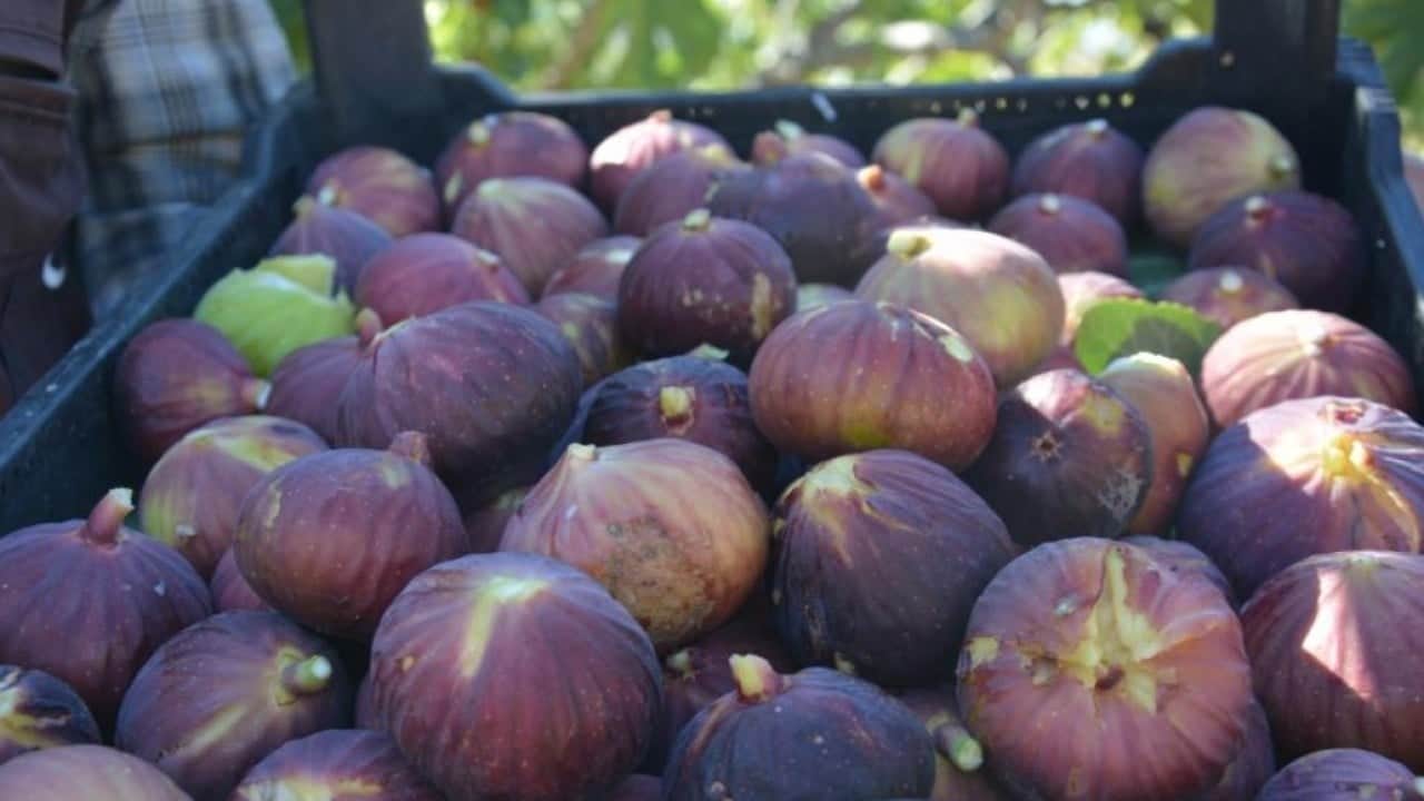 Foto - Demirci incirinde hasat heyecanı başladı