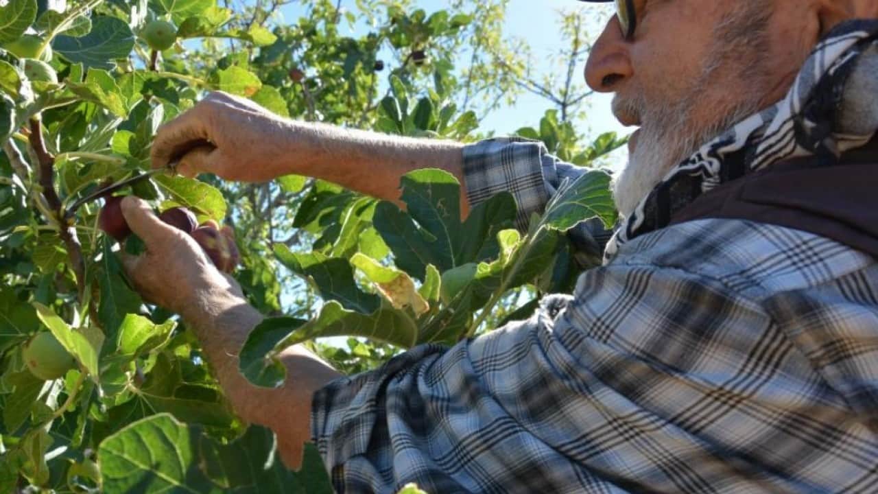 Foto - Demirci incirinde hasat heyecanı başladı
