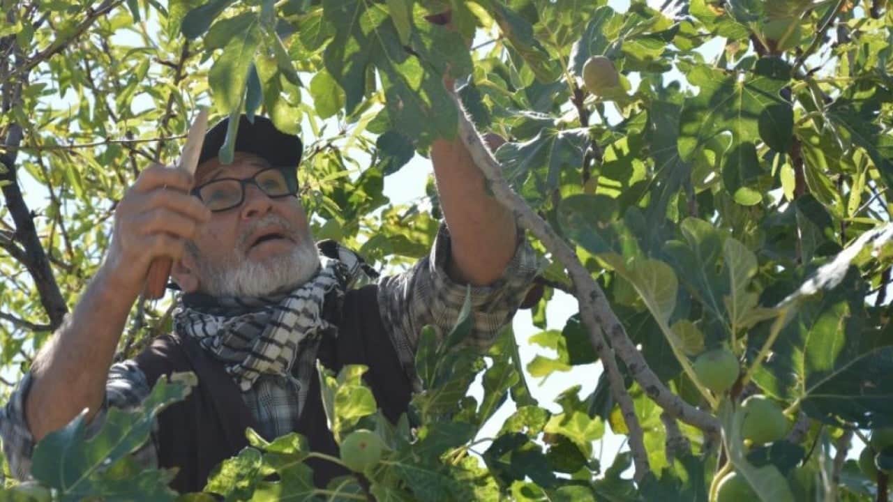 Foto - Demirci incirinde hasat heyecanı başladı