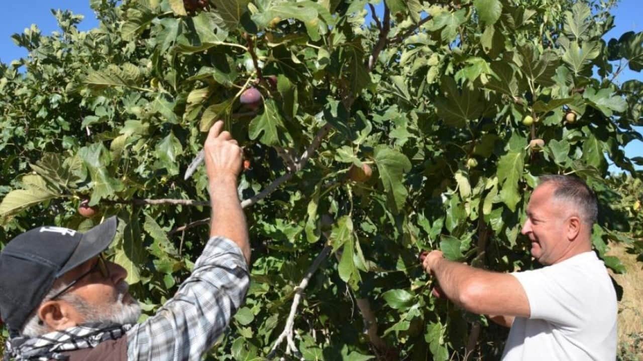 Demirci incirinde hasat heyecanı başladı