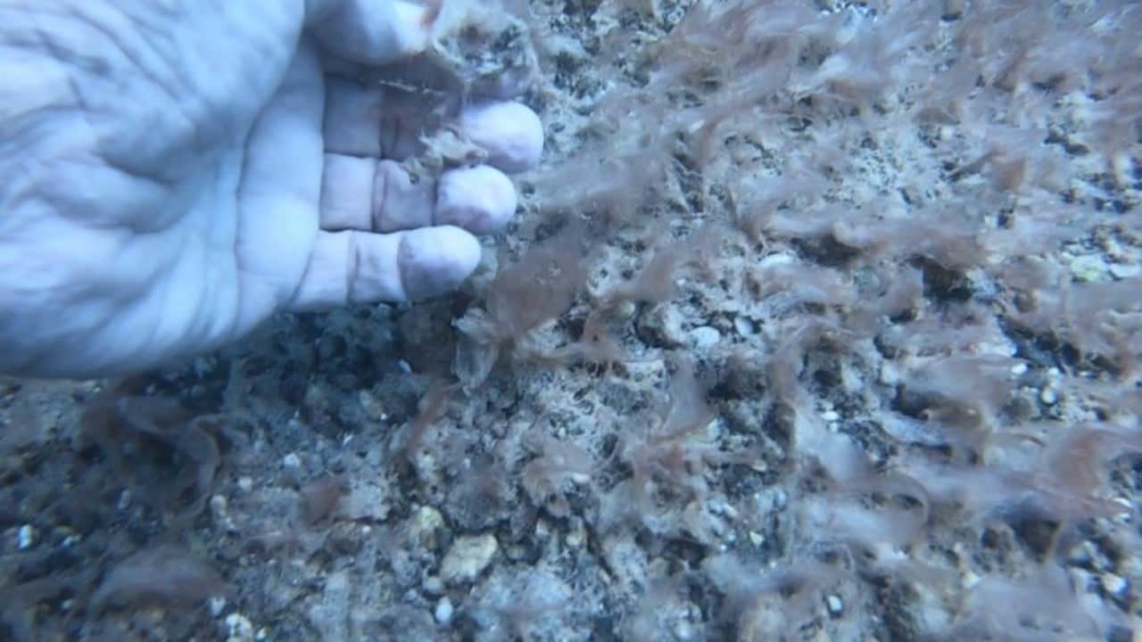 Foto - Deniz tabanı peltemsi tabaka kaplı Elbirliği ile öldürüyoruz