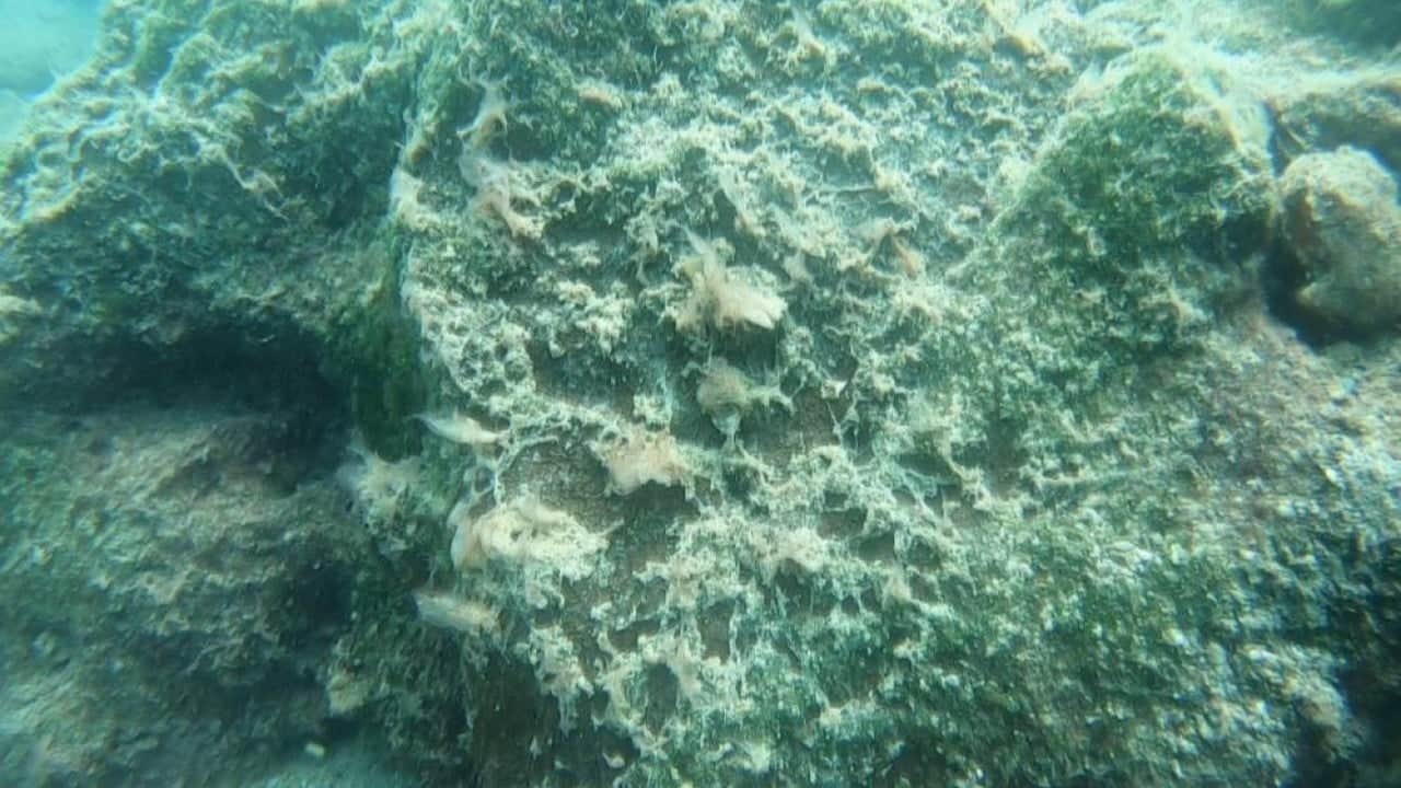 Foto - Deniz tabanı peltemsi tabaka kaplı Elbirliği ile öldürüyoruz