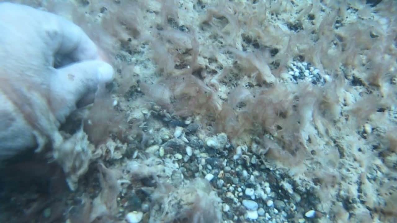 Foto - Deniz tabanı peltemsi tabaka kaplı Elbirliği ile öldürüyoruz