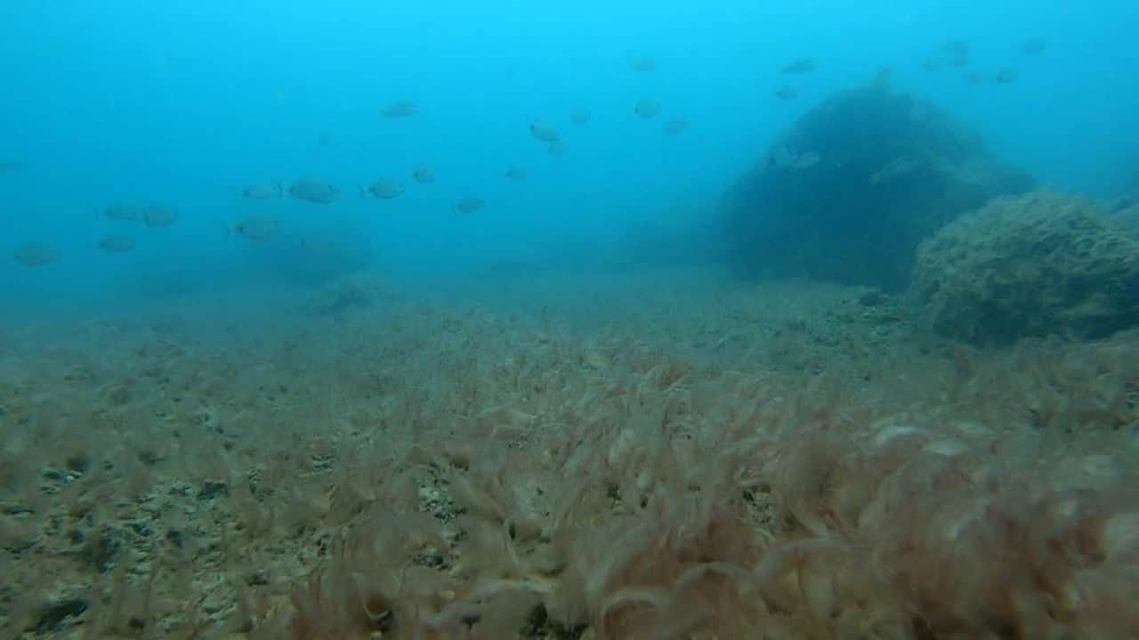 Foto - Deniz tabanı peltemsi tabaka kaplı Elbirliği ile öldürüyoruz