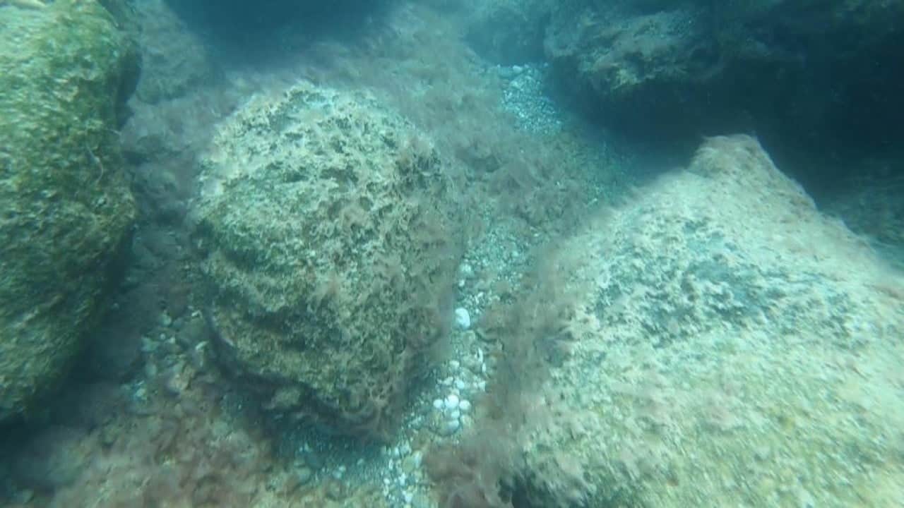 Foto - Deniz tabanı peltemsi tabaka kaplı Elbirliği ile öldürüyoruz