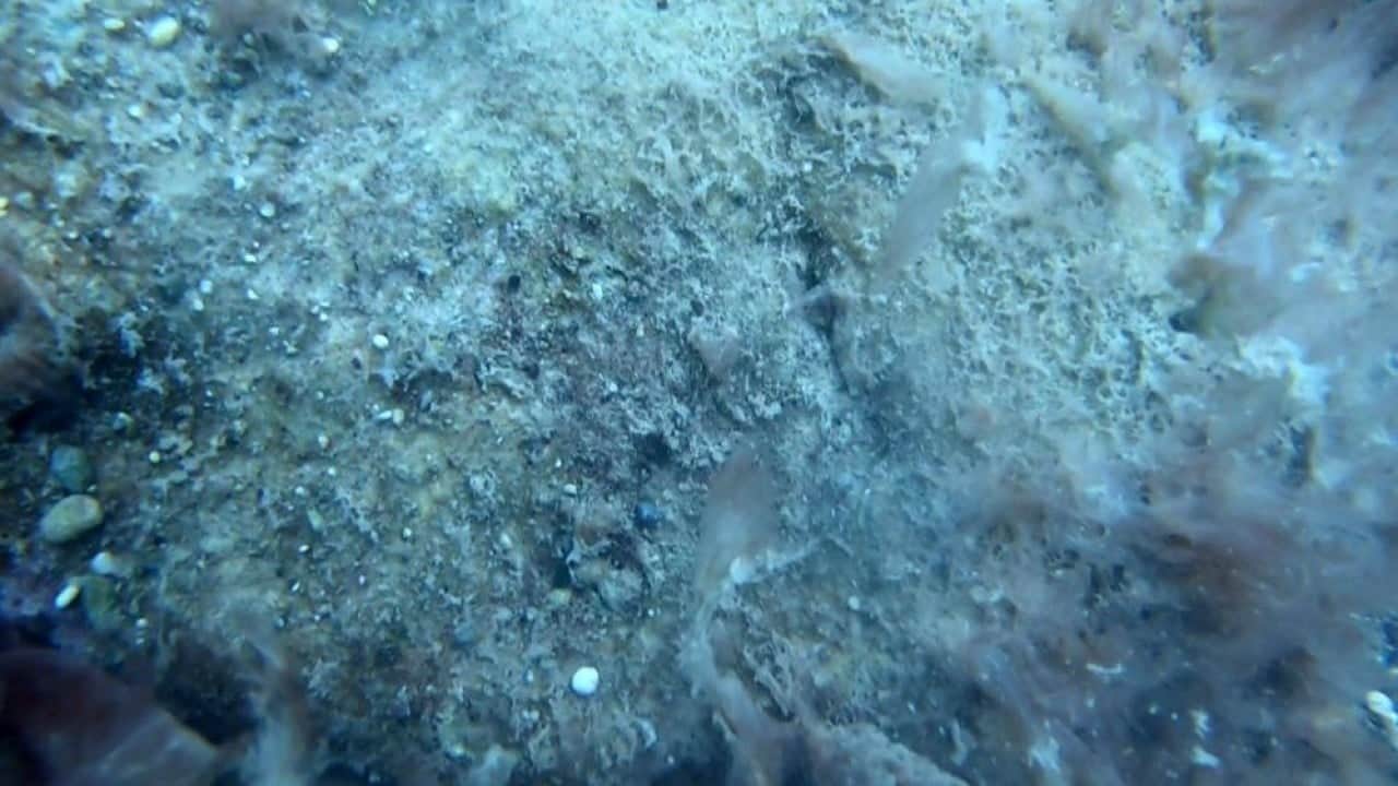 Foto - Deniz tabanı peltemsi tabaka kaplı Elbirliği ile öldürüyoruz