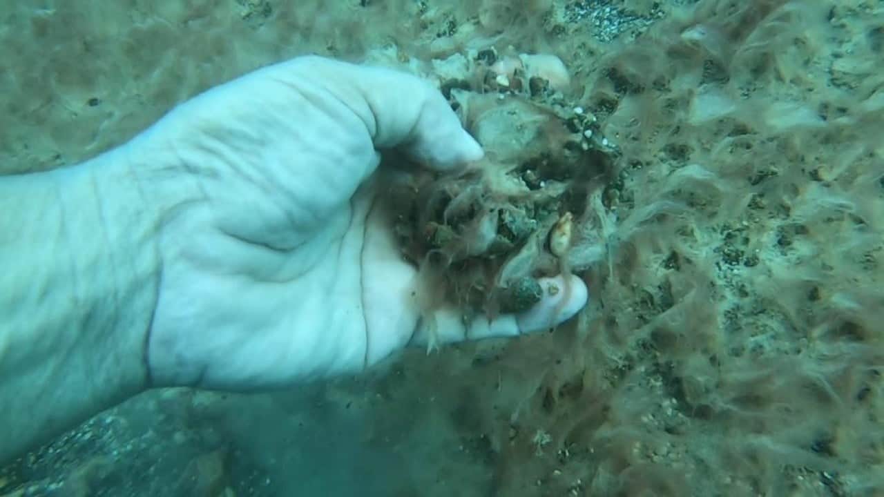 Deniz tabanı peltemsi tabaka kaplı Elbirliği ile öldürüyoruz