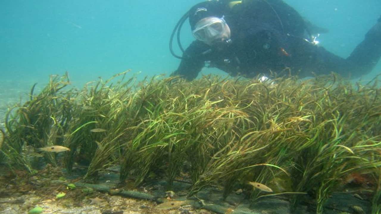 Foto - Denizin dibine plastik otlar attılar! Sonuçlar inanılmaz