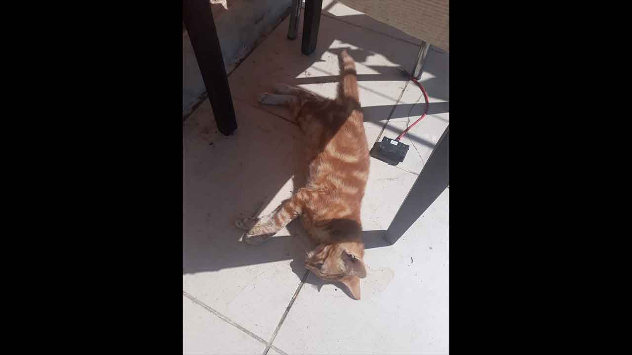 Foto - Denizli’de cani vicdansızlardan alçak tuzak! Tavuk parçalarına zehir koyup sokak hayvanlarını katlettiler!
