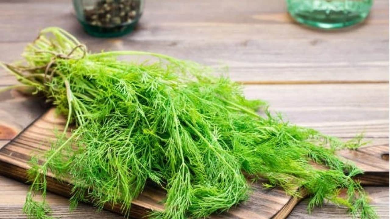 Foto - Dereotunun bilinmeyen faydaları ortaya çıktı! Vücutta bakın hangi etkileri sağlıyor