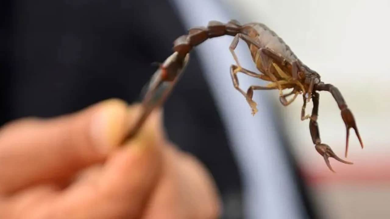 Foto - Dev çekirgelerden sonra şimdi de akrep paniği! İstanbul’da evlere kadar girdiler