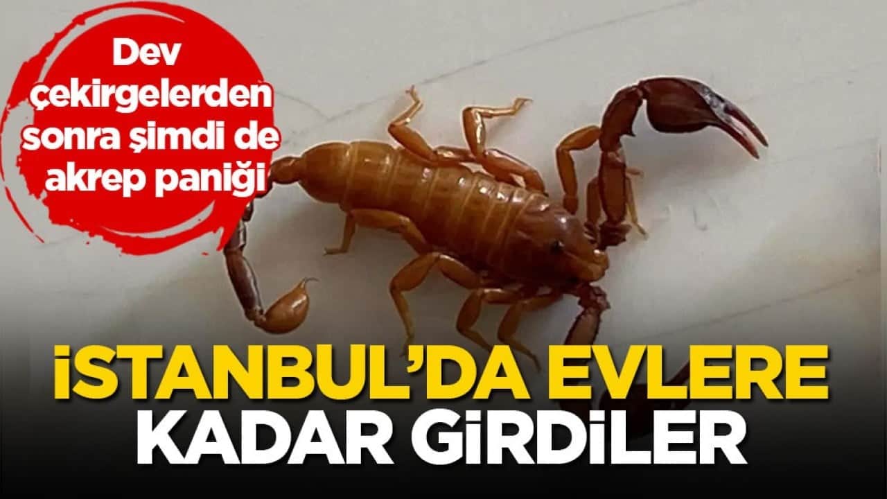Dev çekirgelerden sonra şimdi de akrep paniği! İstanbul’da evlere kadar girdiler