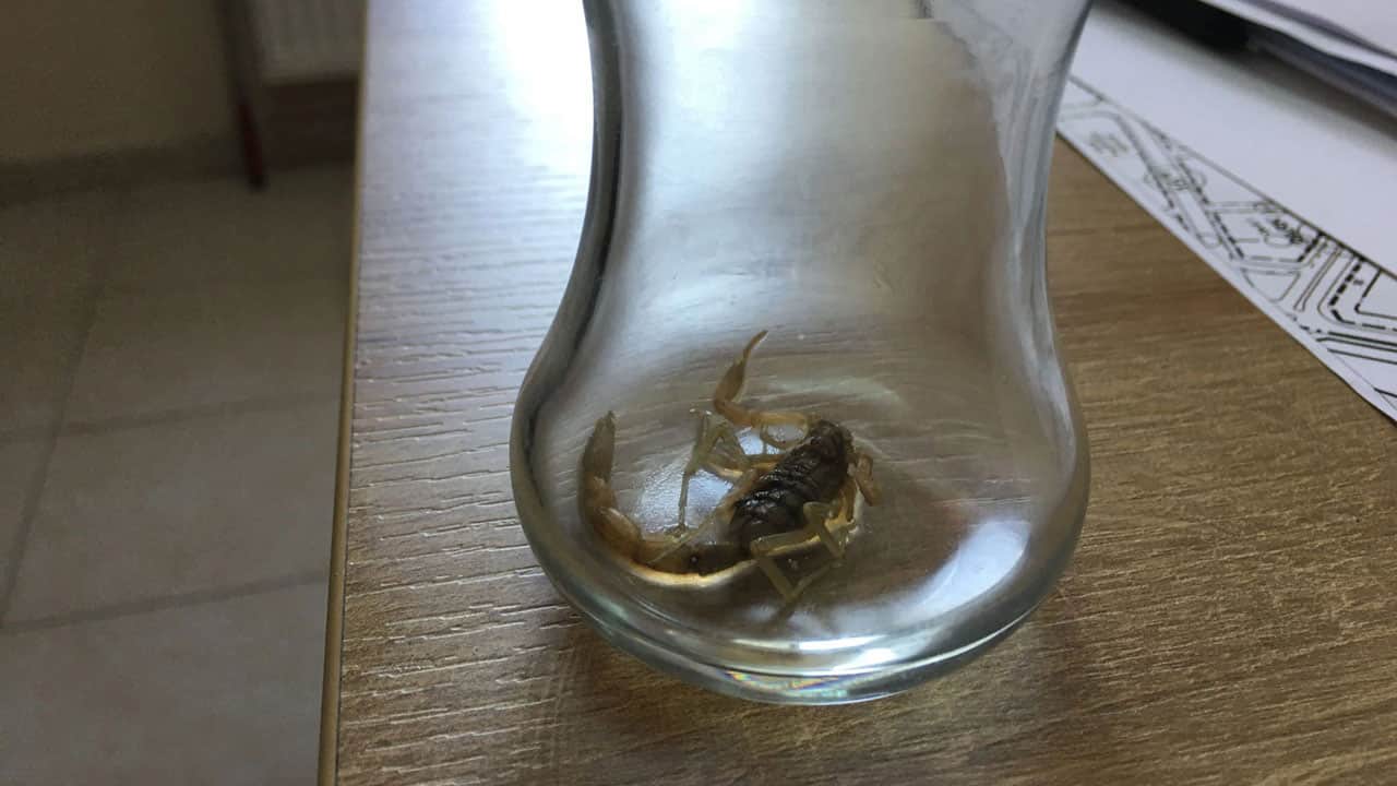 Foto - Dev çekirgelerden sonra şimdi de akrep paniği! İstanbul’da evlere kadar girdiler