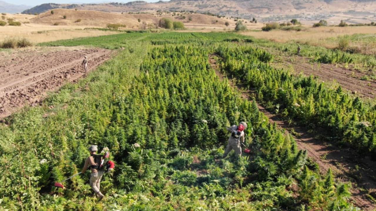 Foto - Diyarbakır’da zehir tarlalarına darbe! 5 ton esrarın hammaddesi yok edildi