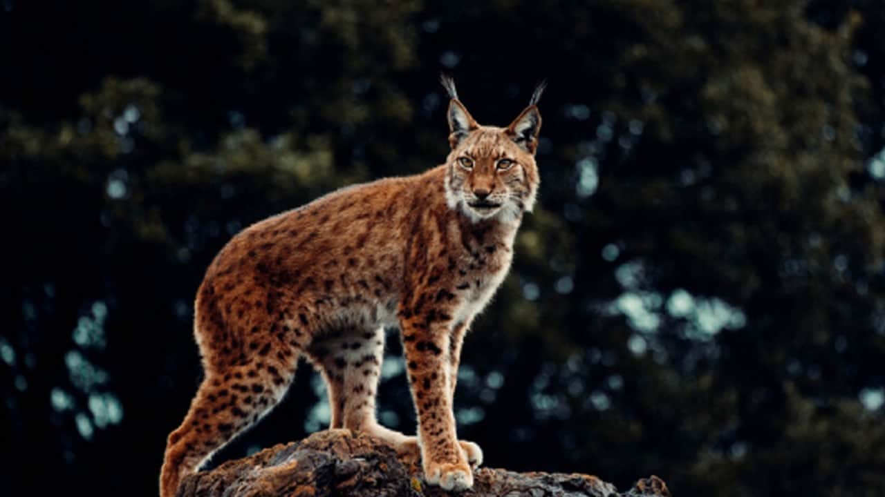 Foto - Doğa gezisi sırasında göz göze geldi: Vaşak, hayalet gibi görünüp anında kayboldu!
