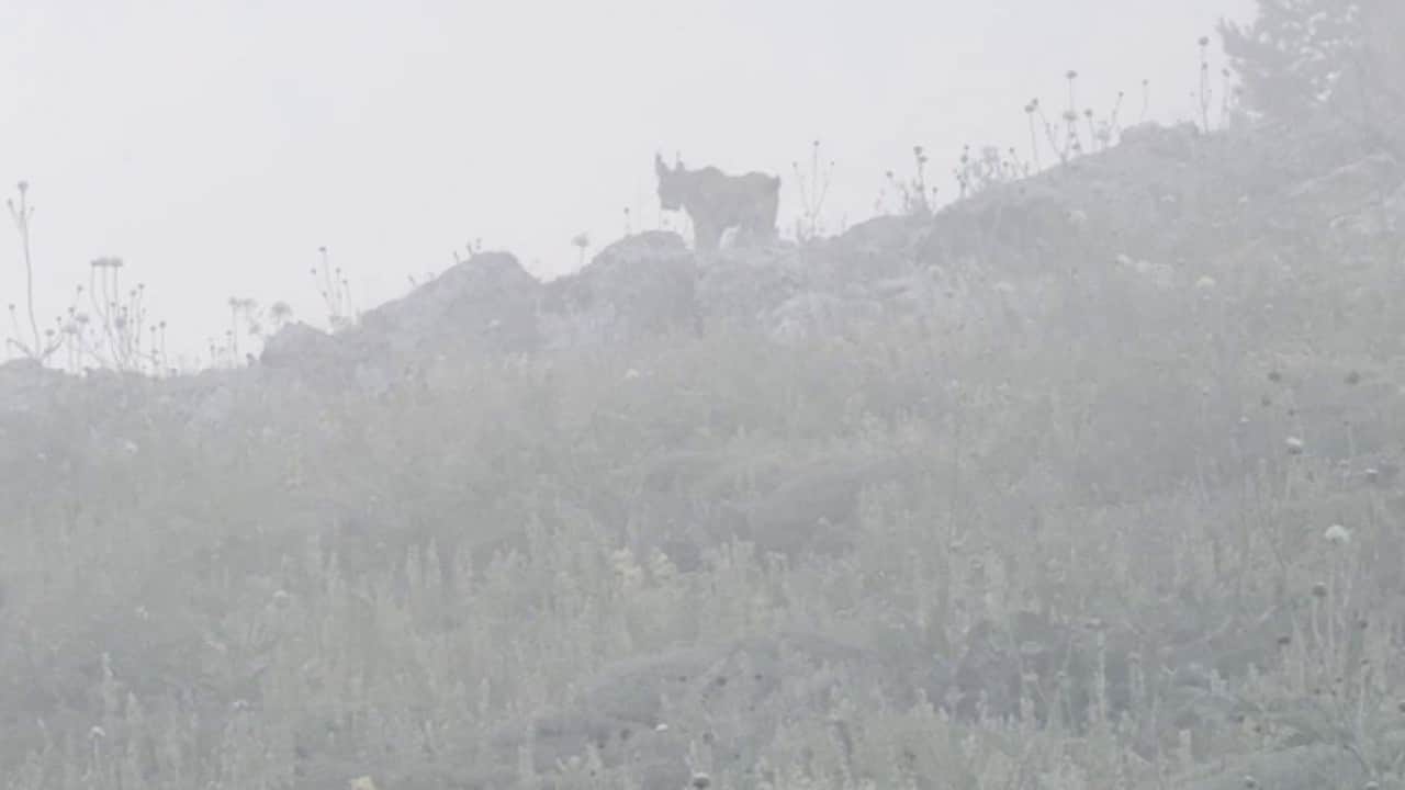 Foto - Doğa gezisi sırasında göz göze geldi: Vaşak, hayalet gibi görünüp anında kayboldu!
