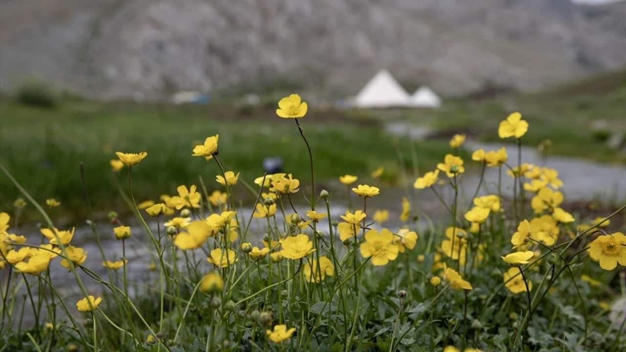 Foto - Doğa tutkunları akın etti 3 bin metre yükseklikte kamp keyfi