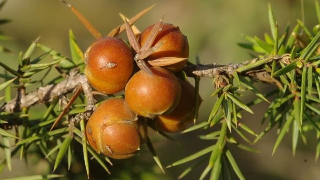 Foto - Doğal öksürük ilacı: Hasadı başladı bile! Kaynatıp için, boğaz enfeksiyonu temizliyor! Karaciğer yağlanmasına bunu yapın