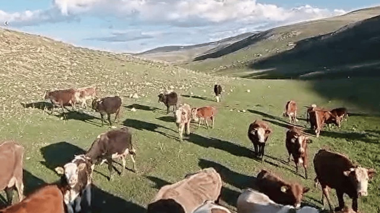 Foto - Dolandırıcıların yeni tuzağına dikkat! Sahte kurban ilanıyla vatandaşı çarpıyorlar