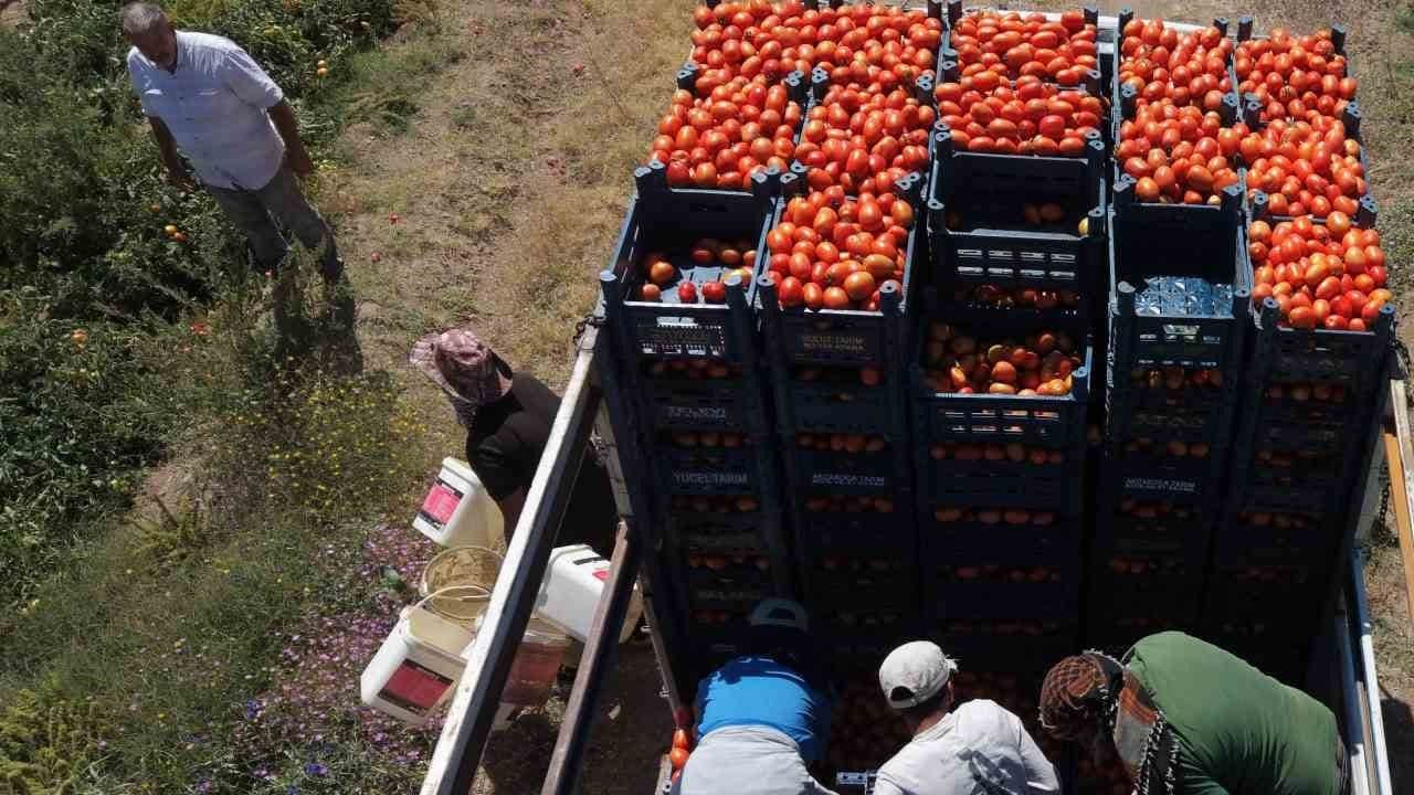 Domates hasadı başladı: Sadece O ilimiz bölgede 1’inci, Türkiye’de 7’nci sırada