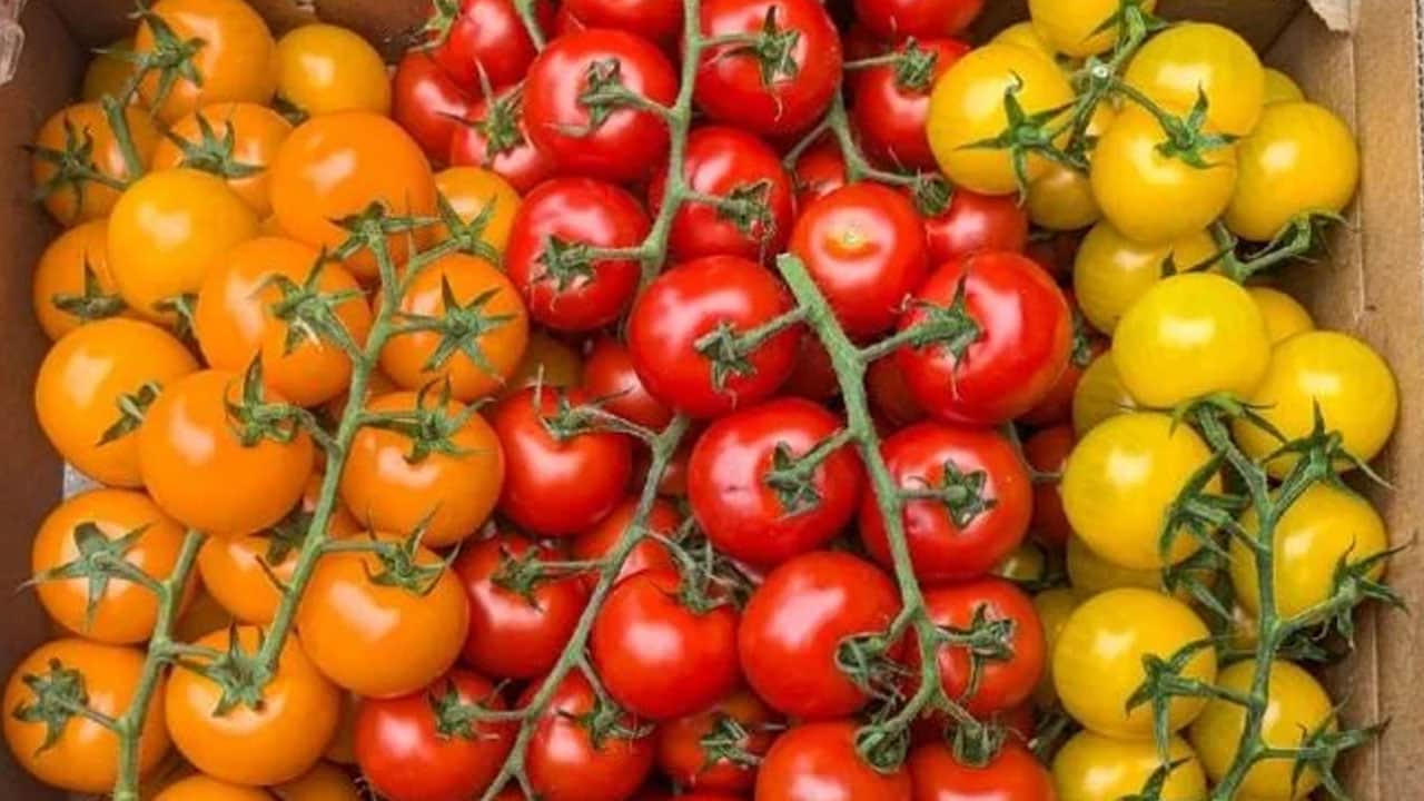 Foto - Domatesi dondurucuya koymadan önce sakın bunu yapmayın: Bu yöntem değerini bile yok ediyor! Yapanlar dikkat