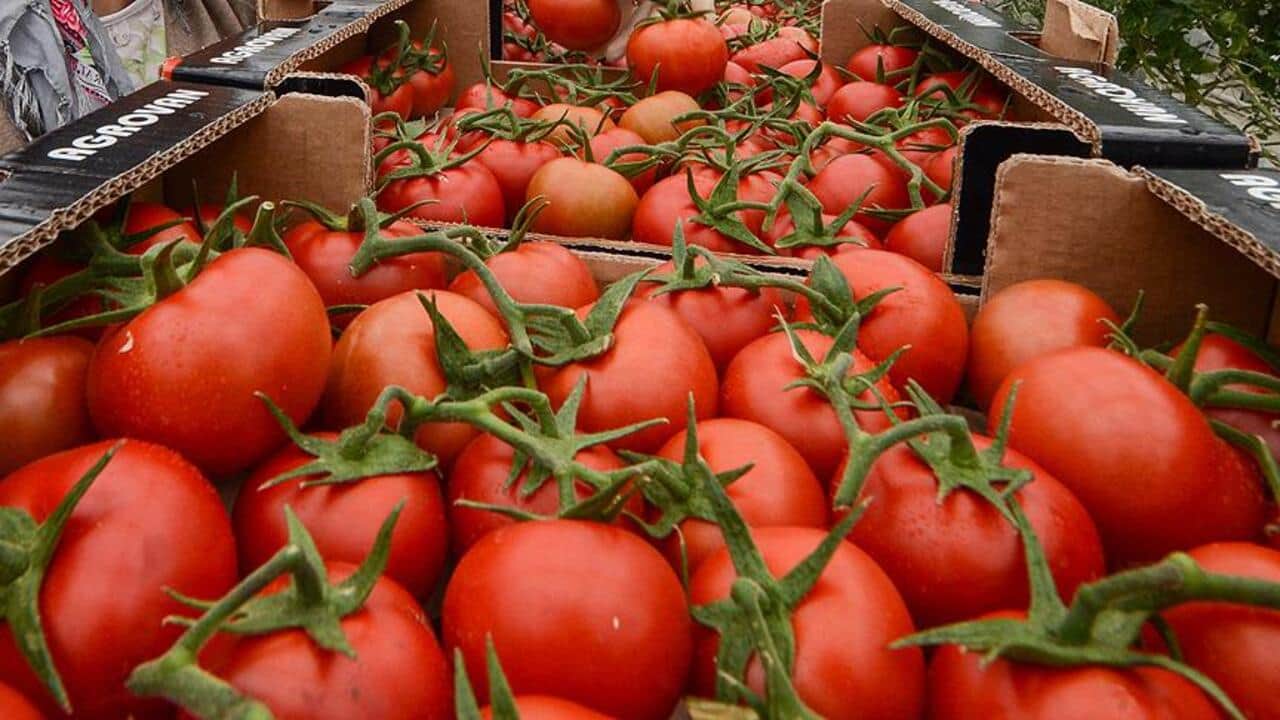 Foto - Domateste zehir alarmı! Hepsi pestisitli!
