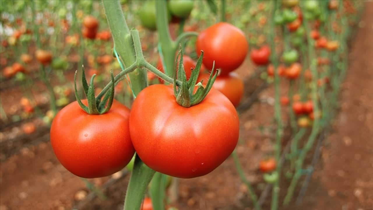 Foto - Domateste zehir alarmı! Hepsi pestisitli!