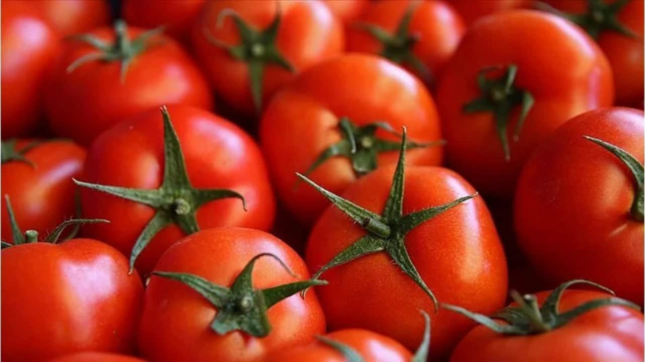 Foto - Domateste zehir alarmı! Hepsi pestisitli!