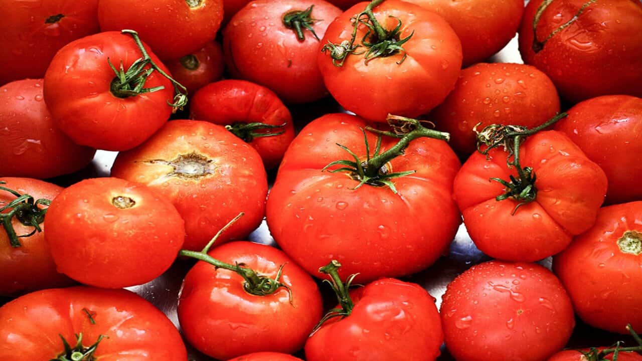 Foto - Domateste zehir alarmı! Hepsi pestisitli!
