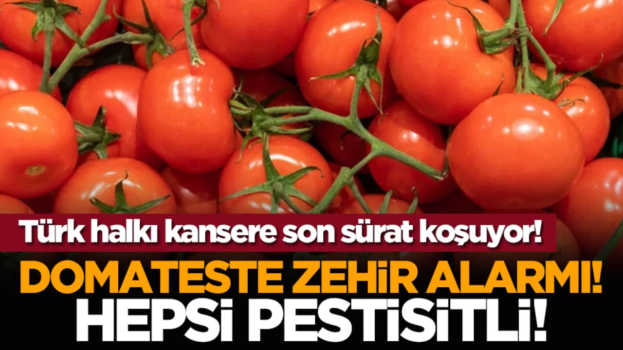 Domateste zehir alarmı! Hepsi pestisitli!