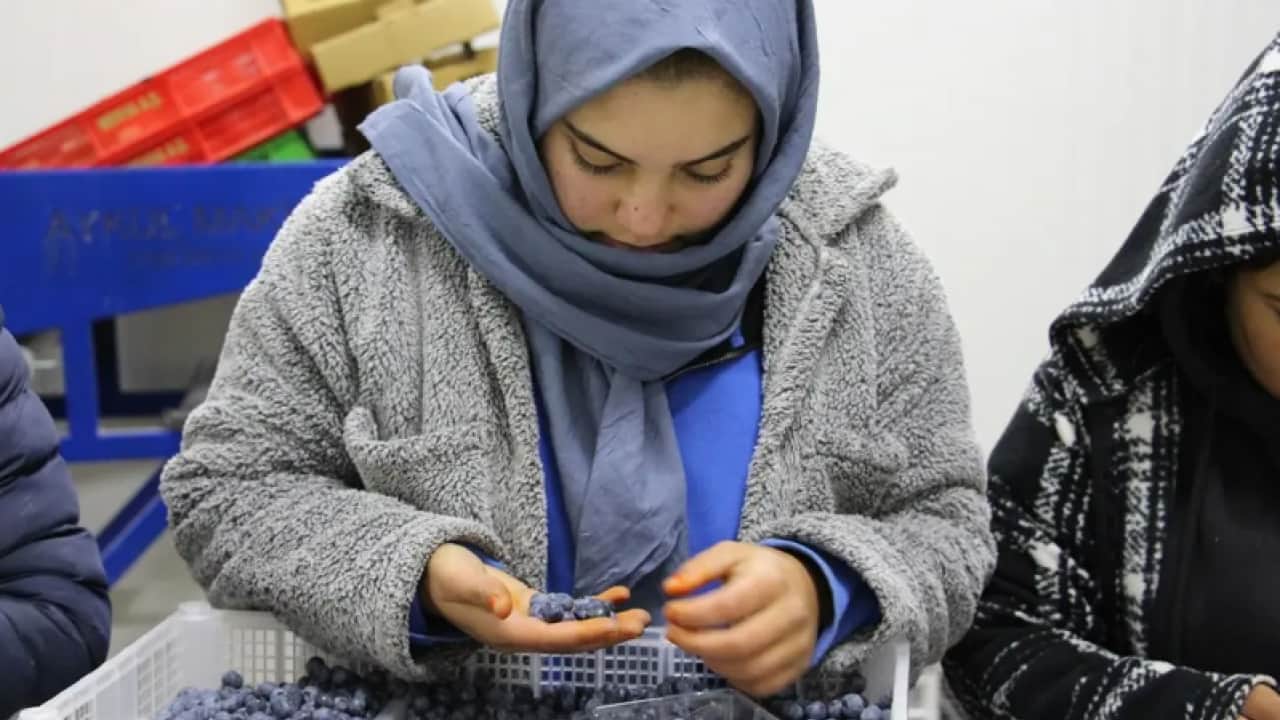 Foto - Dünyada en çok satılan 2. meyve! Çin'den getirip satmaya başladı!