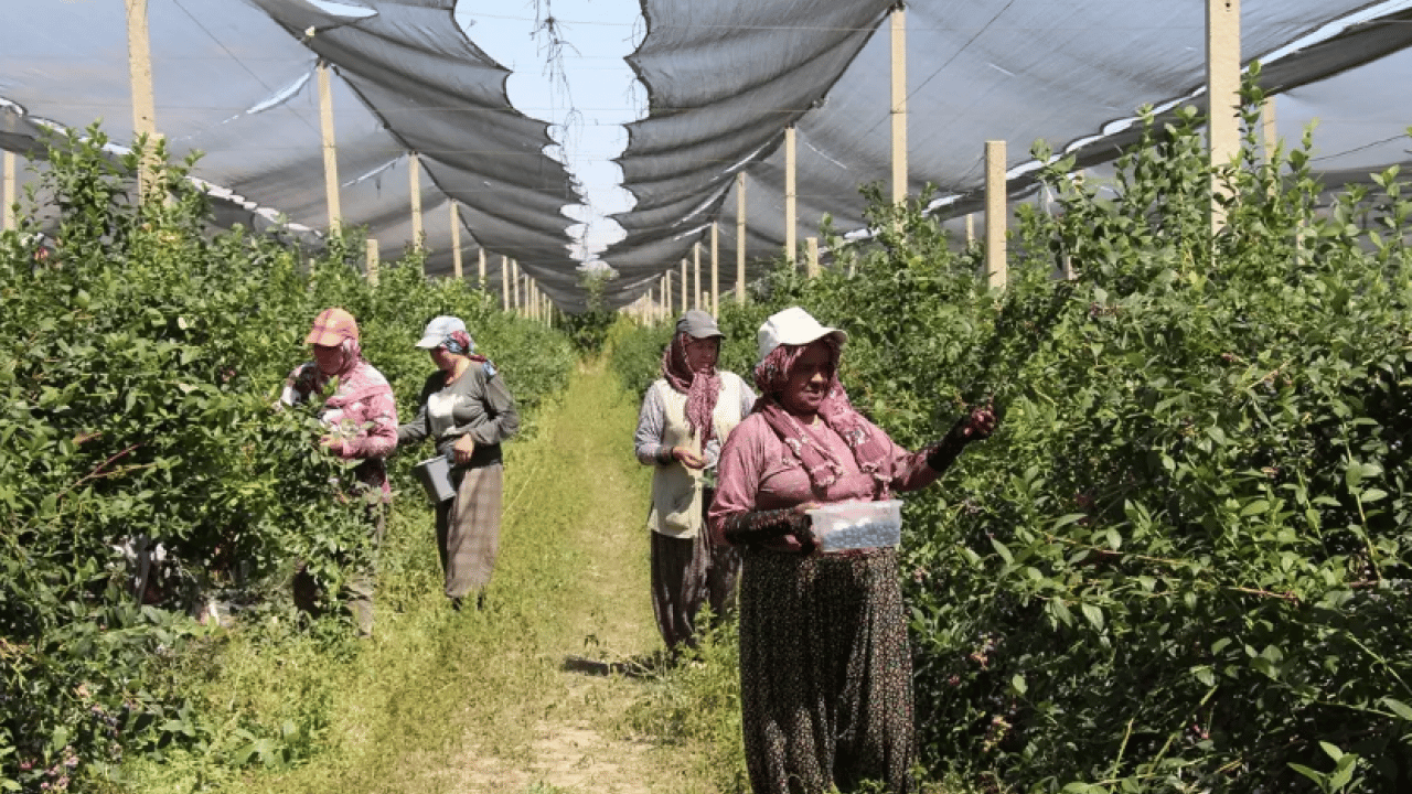 Foto - Dünyada en çok satılan 2. meyve! Çin'den getirip satmaya başladı!