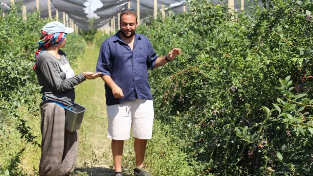 Dünyada en çok satılan 2. meyve! Çin'den getirip satmaya başladı!
