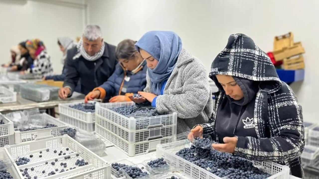 Foto - Dünyada en çok satılan 2. meyve! Çin'den getirip satmaya başladı!