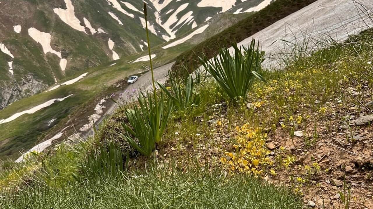 Foto - Dağın zirvesinde fark ettiler... Türkçe bilimsel adı Muş Ters Lalesi: Dünyada sadece Muş'ta yetişiyor 