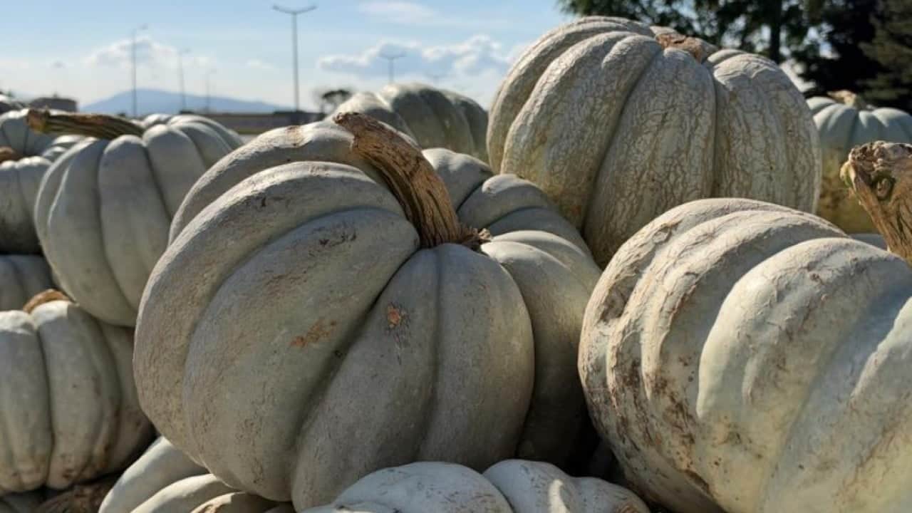 Foto - Düzce kabağının şöhreti Avrupa’ya ulaştı