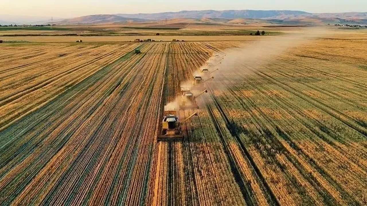 Foto - Ekmeğe zam gelebilir! Buğday fiyatlarında rekor artış