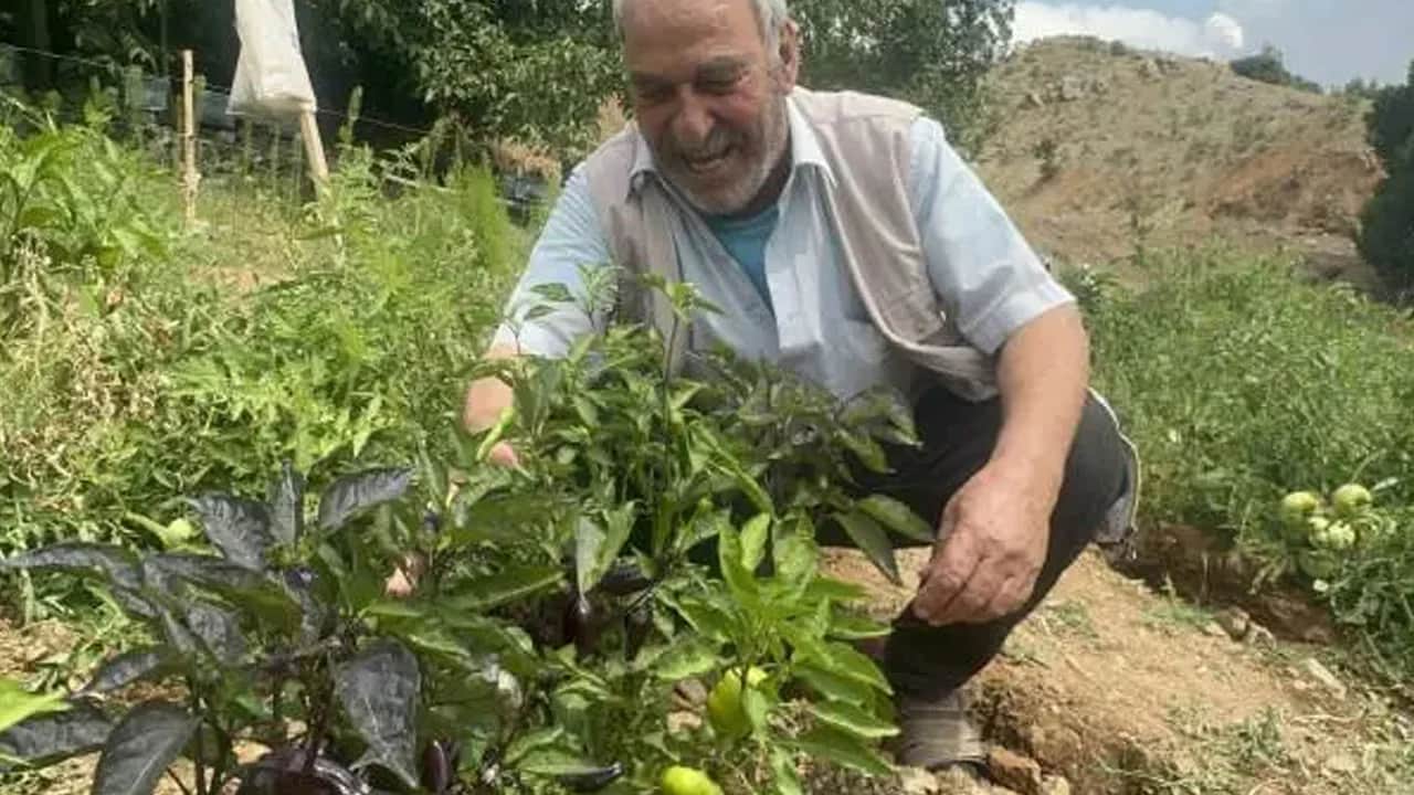 Elazığ’da emekli korucu yetiştiriyor! Mor biberin görüntüsü bile görenleri hayrete düşürüyor