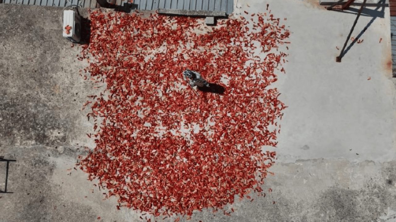 Foto - Elleriyle güneşin altına diziyorlar: Kilosu 300 liradan satılıyor!