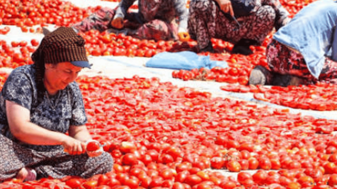 Foto - Elleriyle güneşin altına diziyorlar: Kilosu 300 liradan satılıyor!
