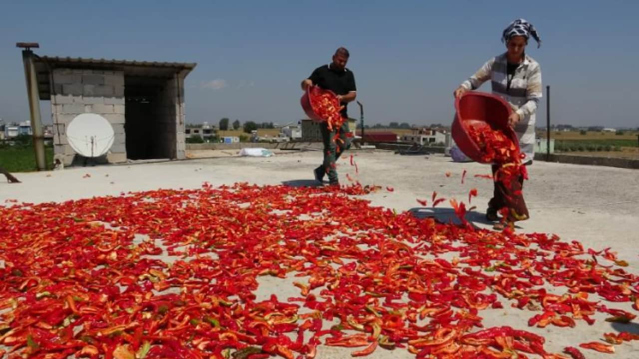Elleriyle güneşin altına diziyorlar: Kilosu 300 liradan satılıyor!