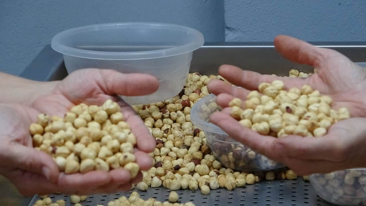 Emanete bırakma dönemi geride kalıyor! Gurbetçi fındığını mamule dönüştürüyor