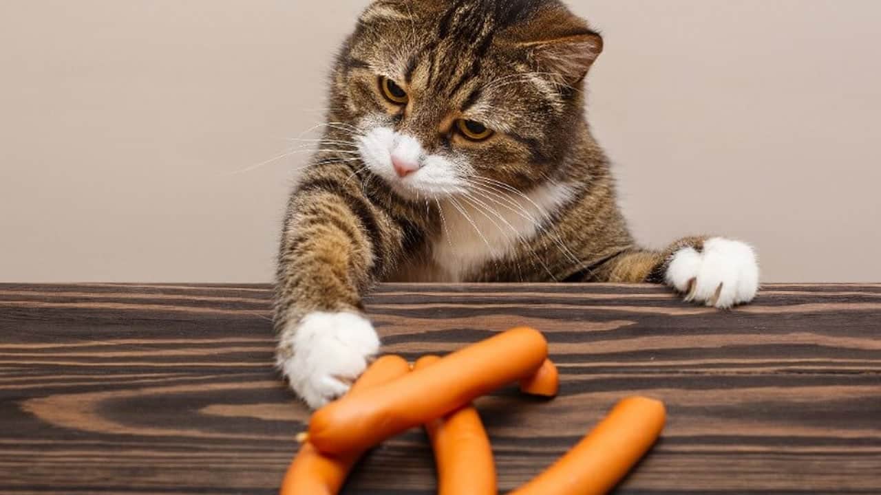Foto - Emek vererek beslediğiniz kedi meğer bunun peşinde: Sosis yemiyorlar! Duyan inanamadı