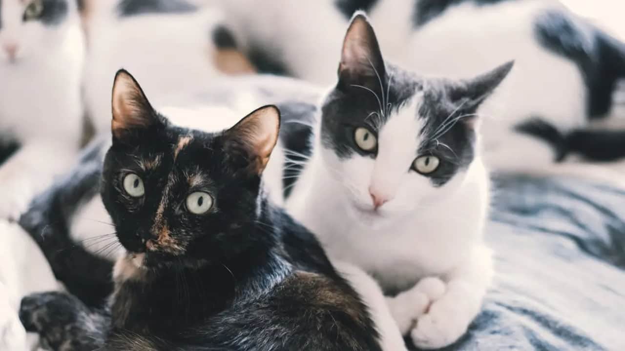 Foto - Emek vererek beslediğiniz kedi meğer bunun peşinde: Sosis yemiyorlar! Duyan inanamadı