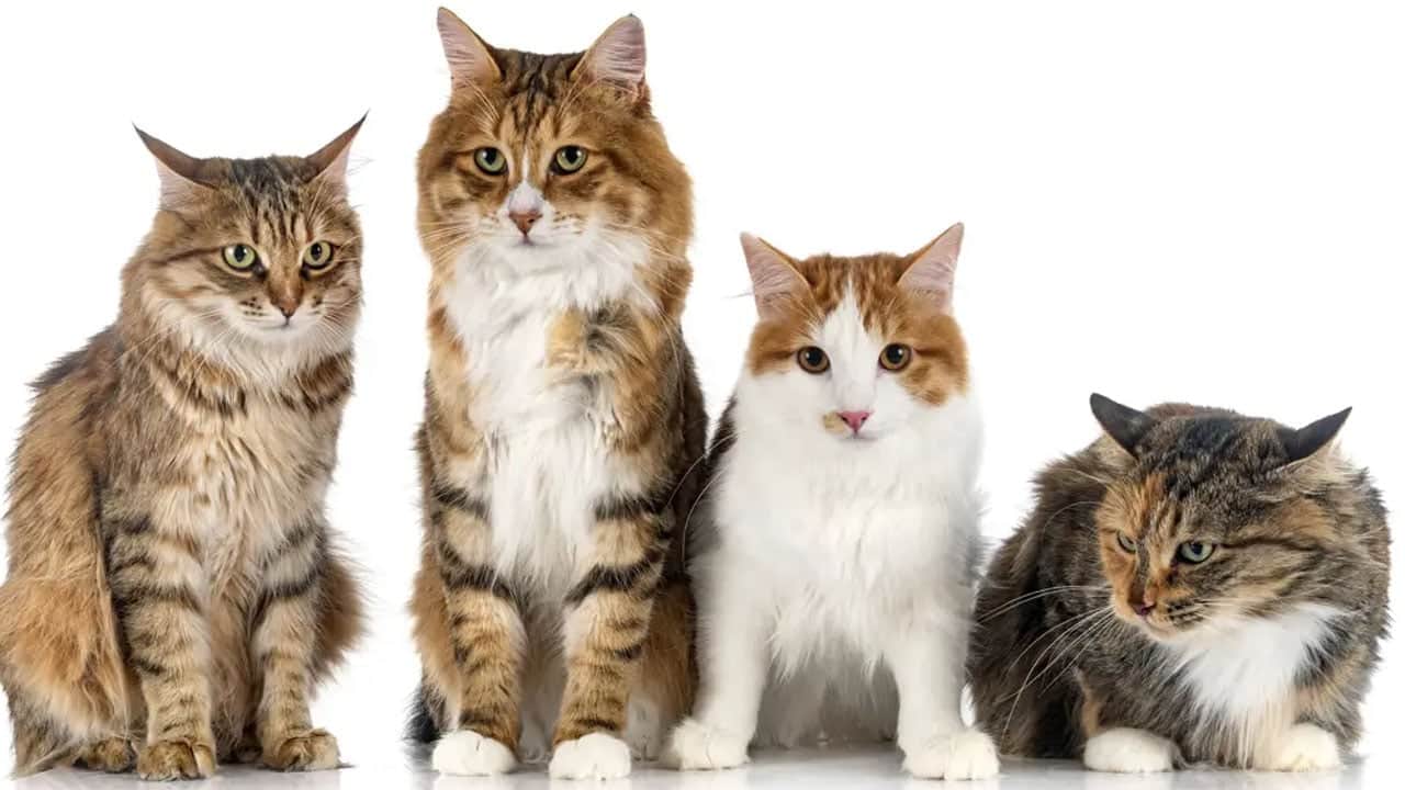 Foto - Emek vererek beslediğiniz kedi meğer bunun peşinde: Sosis yemiyorlar! Duyan inanamadı