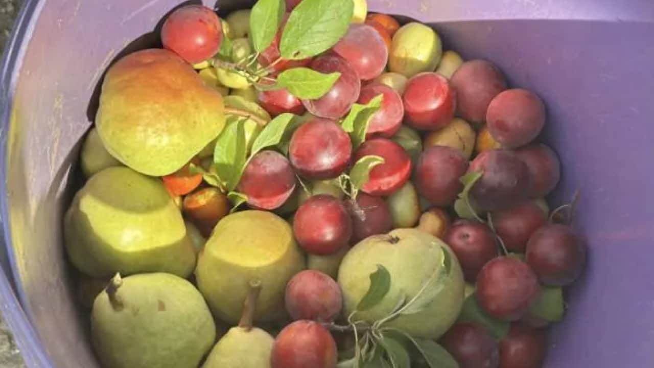 Foto - Emekli olup çorak araziyi ekti: Yeni halini görenler gözlerine inanamadı!