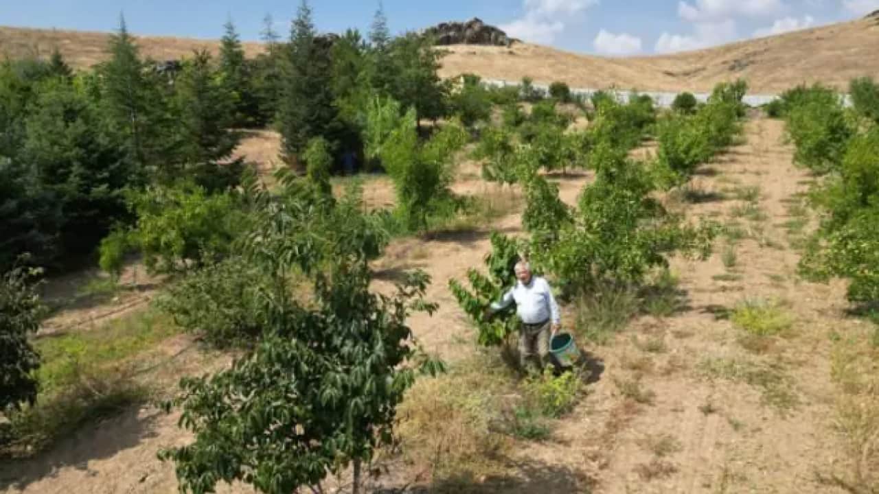 Foto - Emekli olup çorak araziyi ekti: Yeni halini görenler gözlerine inanamadı!